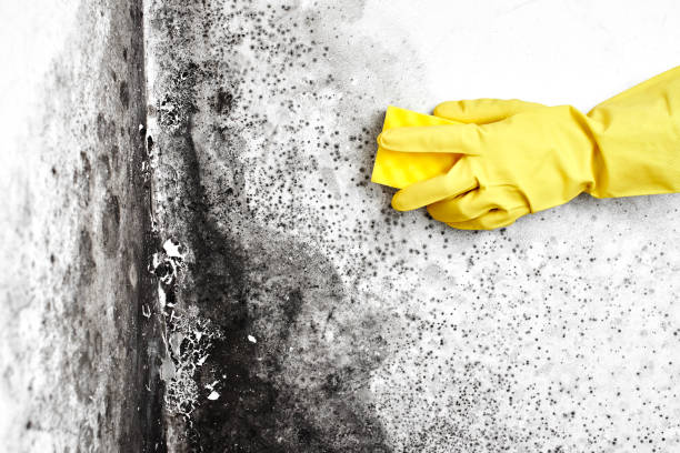 Best DIY Mold Remediation Support Services in Menomonie, WI