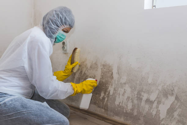 Best Residential Mold Remediation in Menomonie, WI
