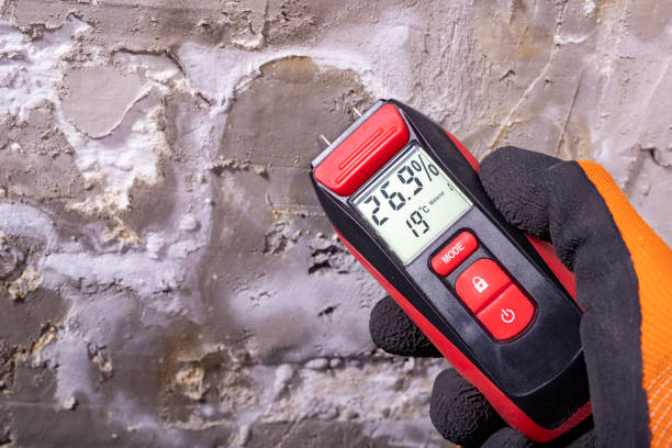 Best Post-Flood Mold Remediation in Menomonie, WI