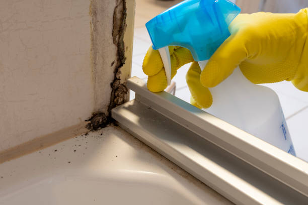 Best Mold Remediation for Schools in Menomonie, WI