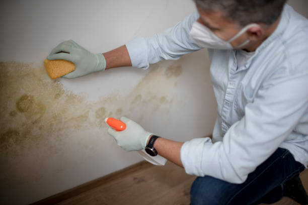 Best Black Mold Remediation in Menomonie, WI