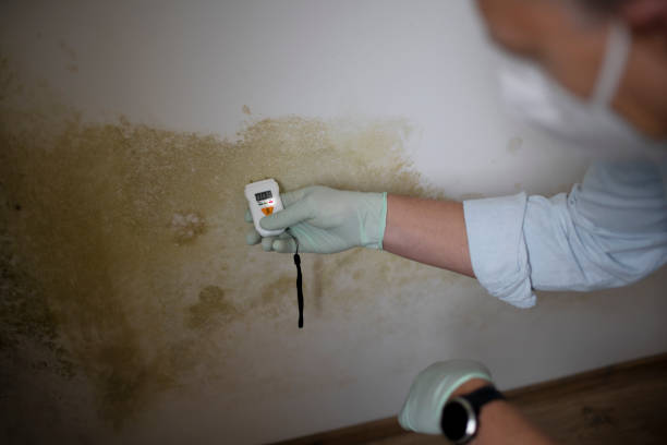 Best White Mold Remediation in Menomonie, WI