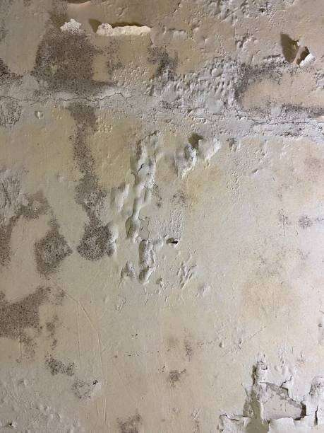 Best Industrial Mold Remediation in Menomonie, WI