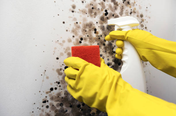 Best Health and Safety Mold Remediation in Menomonie, WI