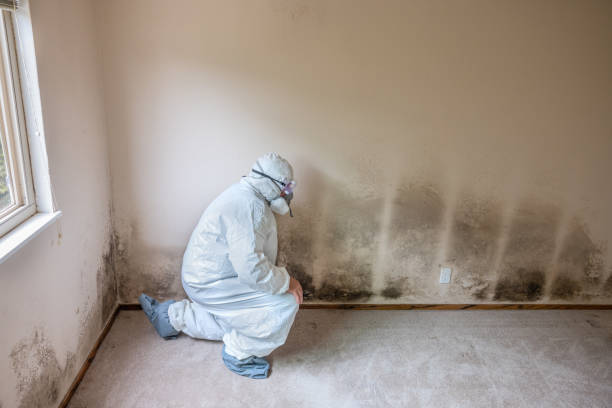 Best HVAC Mold Remediation in Menomonie, WI
