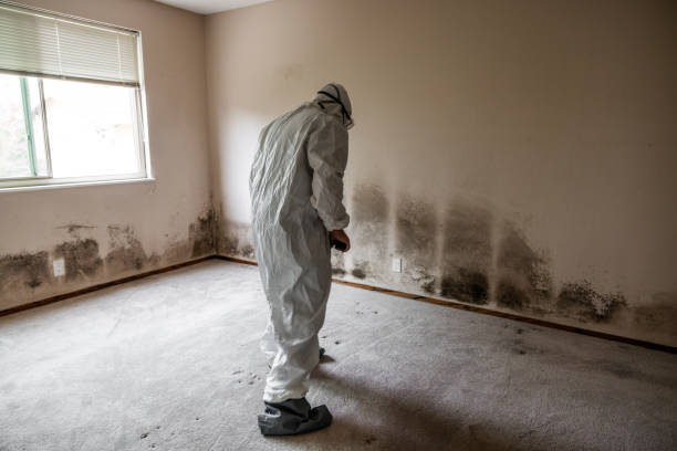 Best Crawl Space Mold Remediation in Menomonie, WI