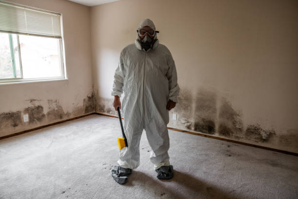 Best White Mold Remediation in Menomonie, WI