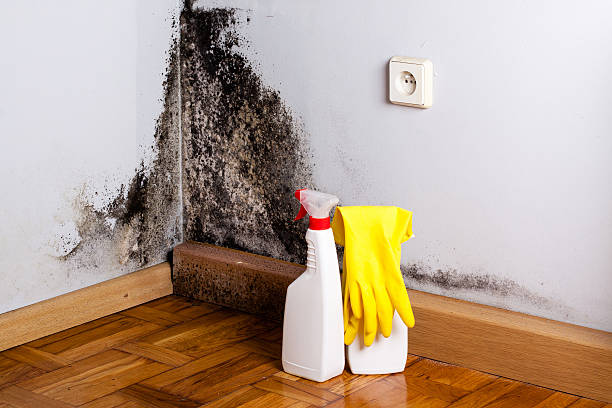 Best Black Mold Remediation in Menomonie, WI